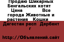 Продаю Шикарных Бенгальских котят › Цена ­ 17 000 - Все города Животные и растения » Кошки   . Дагестан респ.,Дербент г.